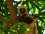 Lemur auf Madagaskar