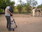 Kamel zieht Wasser aus einem Brunnen in Agadez