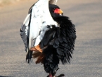 Gaukler - Schlangenadler