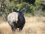 junges Breitmaulnashorn