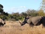 Breitmaulnashorn-Familie