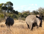 Breitmaulnashorn-Familie