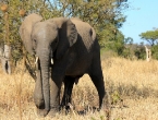 junger Elefant