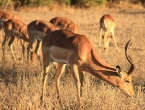 Impalas