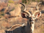 Kudu