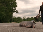 Roadkill